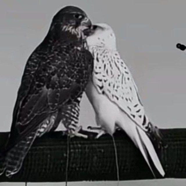 ﮼شتاوي,وغناوي،صوب,صوب,خليل ❣️ .