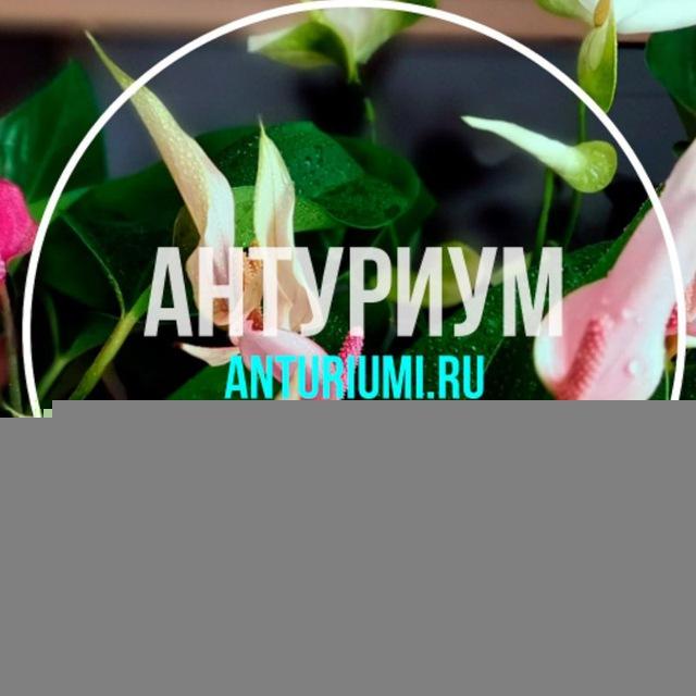 Уход за Антуриумом