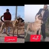 کانال پژدر بازان و سرابی بازان ملکان به مدیریت بهروز ملکان