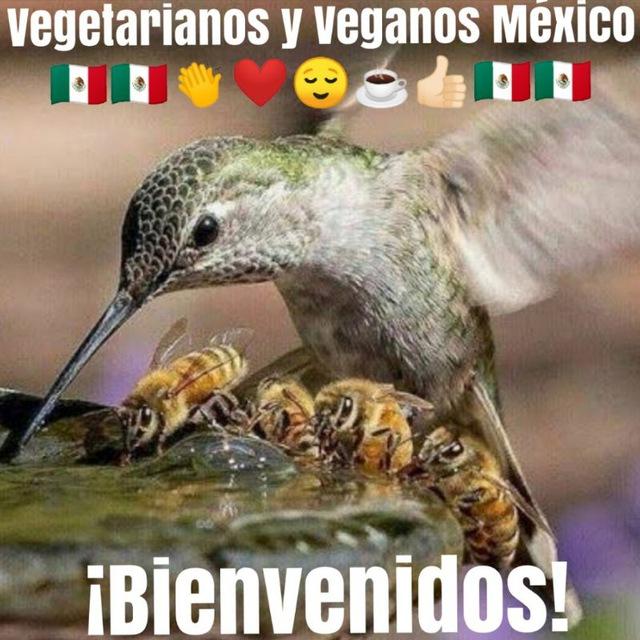 VEGETARIANOS Y ANIMALISTAS MÉXICO 🇲🇽👏❤️🙂☕👍🏻🇲🇽