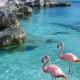 🌺🦩 𖥔 fleurs sous l'azur : côte. where delicate blossoms floated gently, while flamingos wandered beneath the endless shades