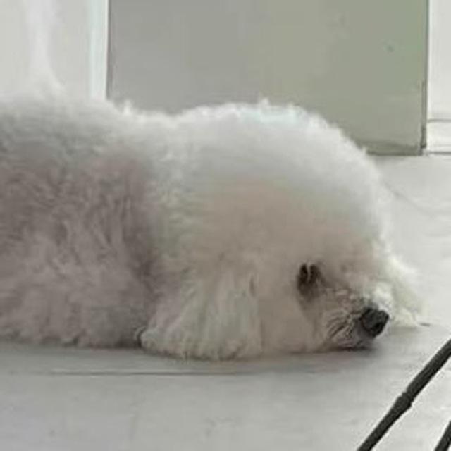 $LOAF CTO
