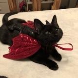 DEUVRE; GIFT UPGRADE, CV GIFT