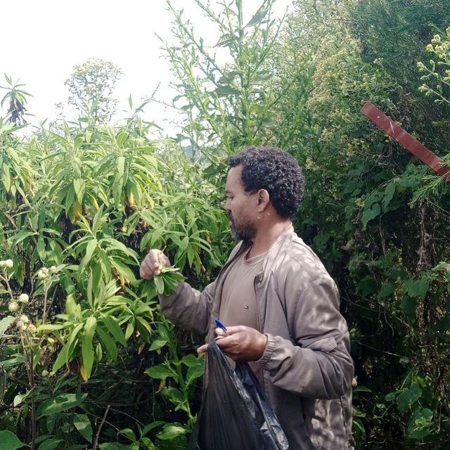 Etse Aemero Herbal Center🍀🎋🥀🌻🍇🍊🍍🍉🍆🥬🫐🥑🌽🌶🧄🤸‍♀💚