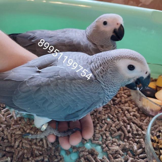 Попугаи Жако (African Grey Parrots)