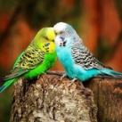 ❤جملات عاشقانه❤