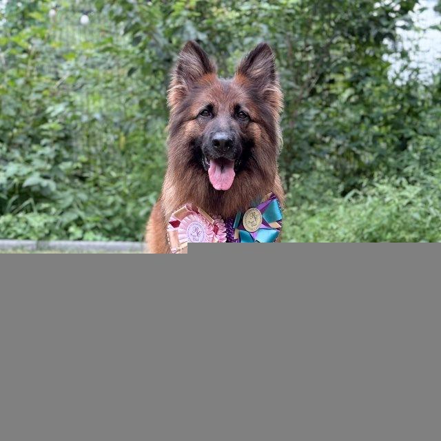 german.shepherd zhina🤎