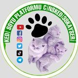 KAYSERİ CİNS KEDİİ