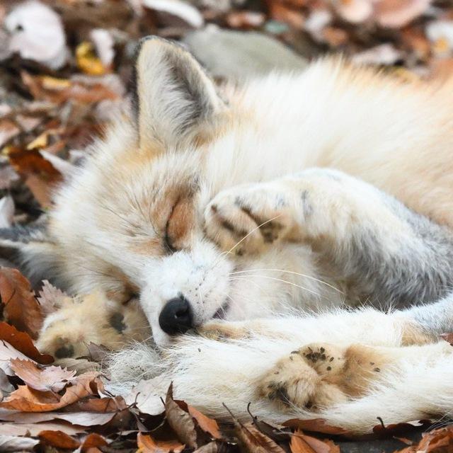 архив-лисики🦊