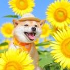 HiKARi 光 🌻