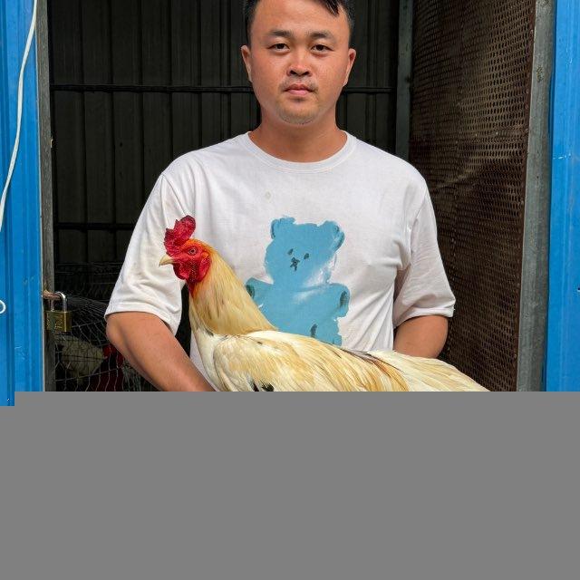 គ្រុប បក្សី ដីចំការស្វាយ