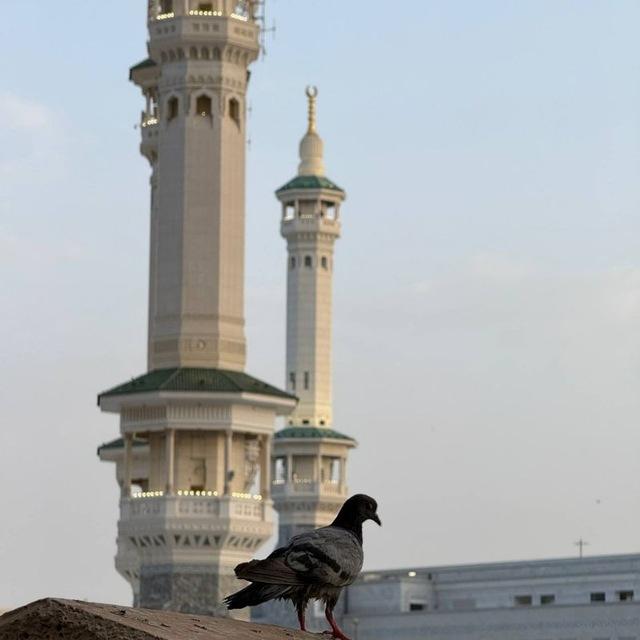 ⏍ قُطُوفُ اَلْمَنْهَجِ اَلْسَلَفِيّ `