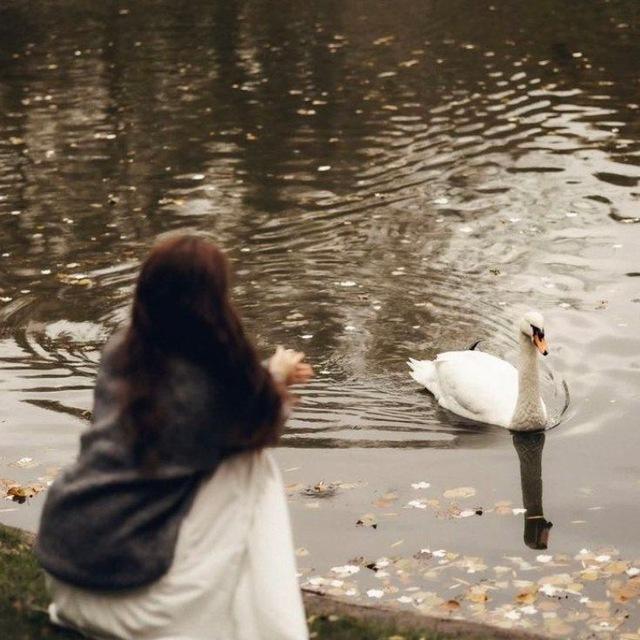 🦢