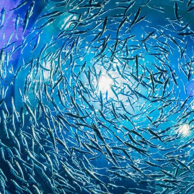 РЫБА ОПТОМ🐟КУПЛЮ/ПРОДАМ🐟🐠🦀🦐