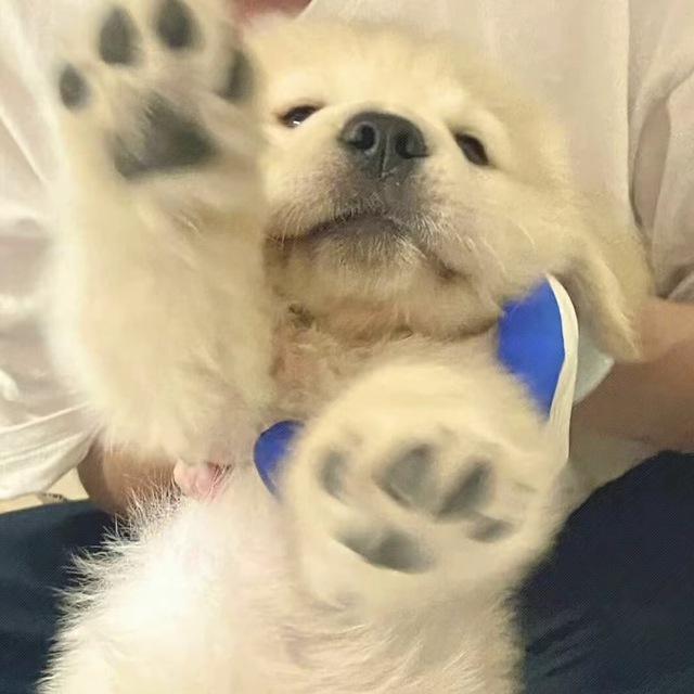 皇宫项目频道