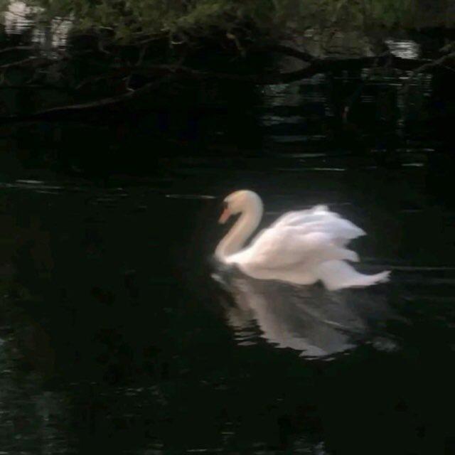 هَوْجان