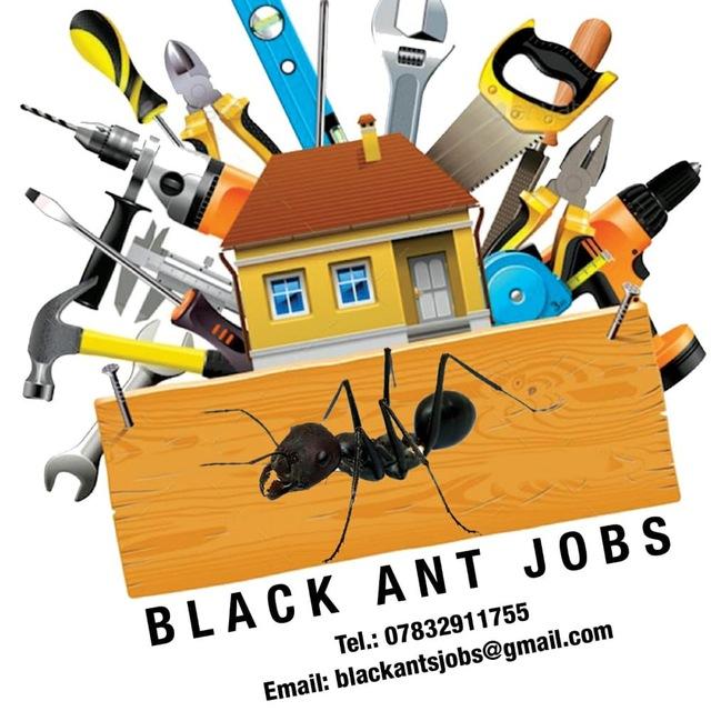 Black Ants Jobs Uk