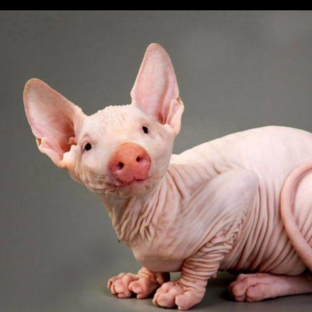 Exotic pets