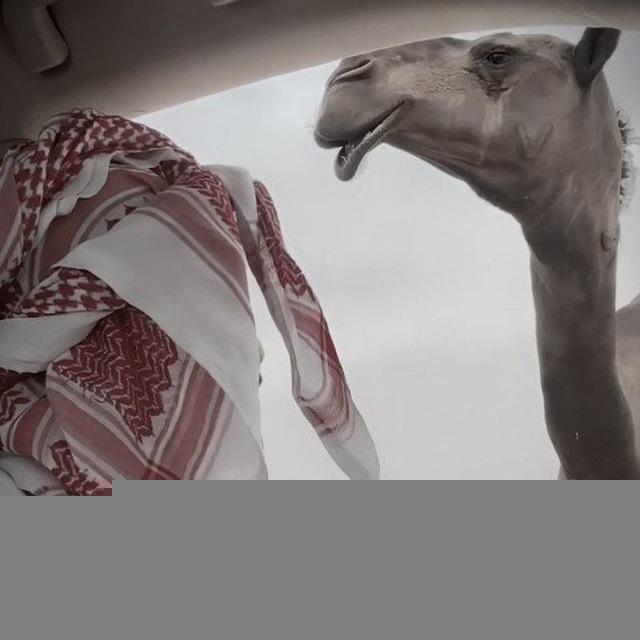 هواجيس قصائد بدوي 𓅔