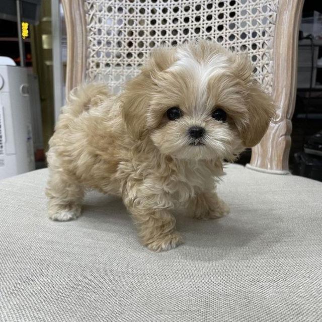Shih tzu puppies for adoption
