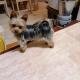 Yorkies puppies for adoption