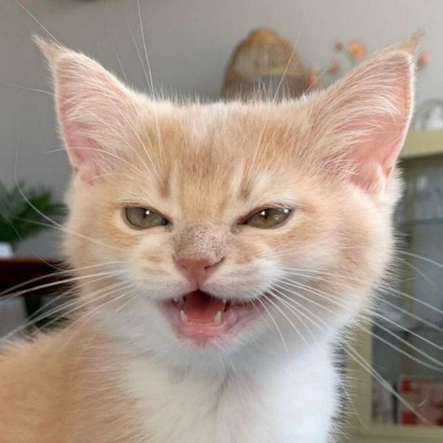 cats, i love cats