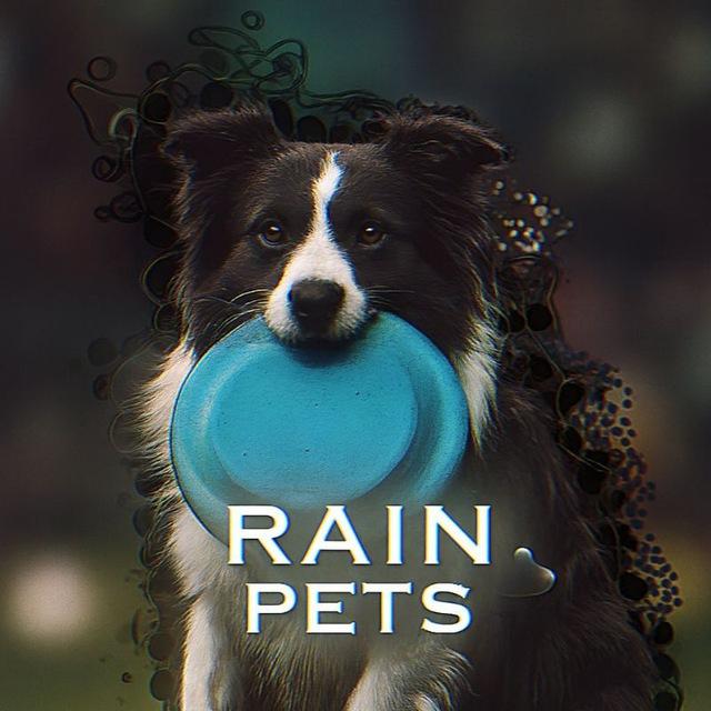 🌊Rain Pets💦
