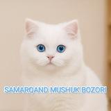 Samarqand mushuk bozor