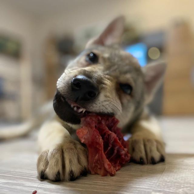Wolf dogs, pets