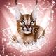 Exotic_catbig