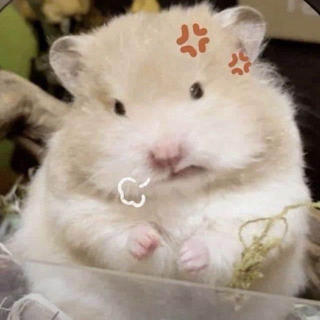 @🐹. 𝘸𝘢𝘳𝘮 𝘤𝘳𝘶𝘮𝘣𝘴