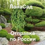 🌹🌲ЛАНАСАД🌳🌺