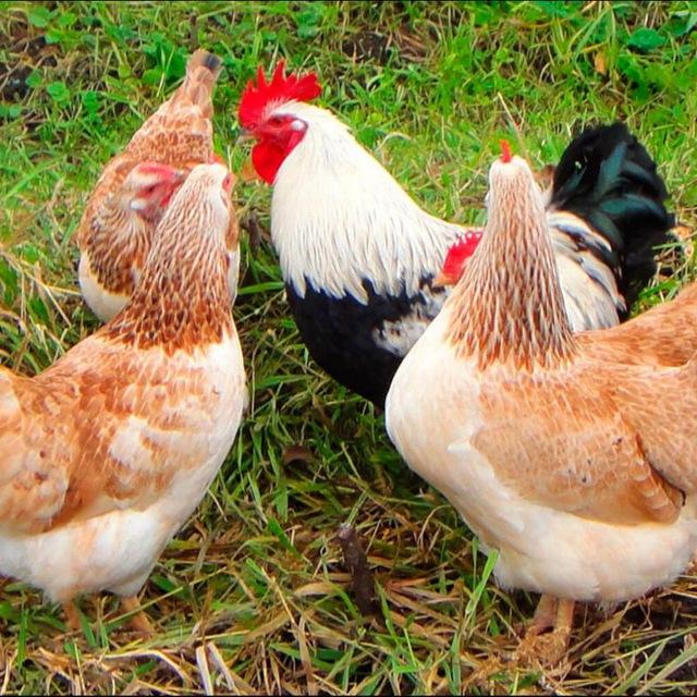🐓🐓 TOVUQ BOZOR N_1_