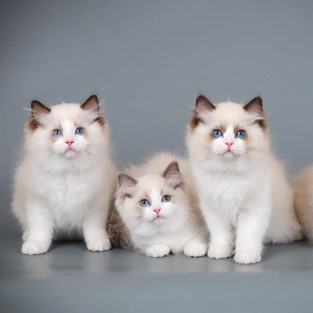 ✨Ragdoll kittens / British Scottish , Maine Coon Кошеня регдолл та британські, шотландські, Мейн Кун