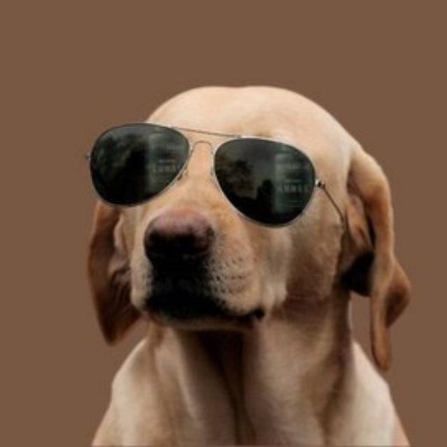 The Crypto Dog
