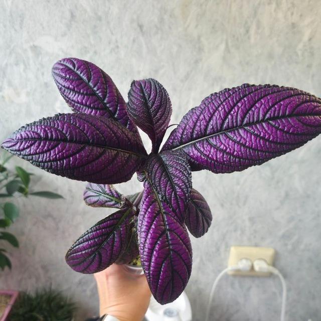 Plants with Love❤️