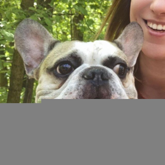 Boris_french_bulldog🩵