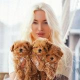 Мальтипу , пудель , пушон Maltipoo Poodle Kate