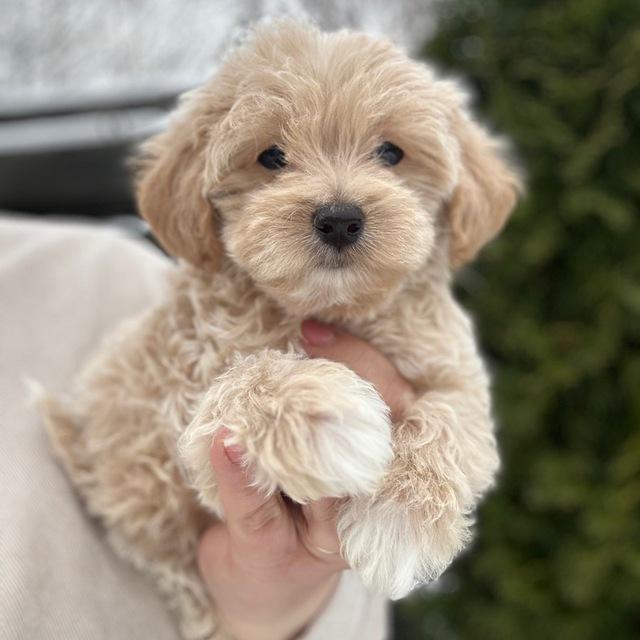 maltipoo_puppy_love