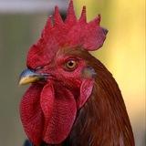 武汉中圈ww🐔哥