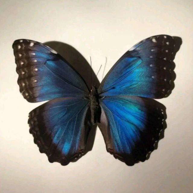 نون🦋.،