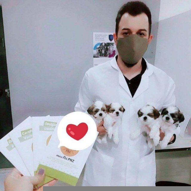 🏠 Home of shih tzu puppies 🐕🐶😍