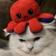 The Autistic Cat Channel
