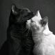 Whispers of the Soul