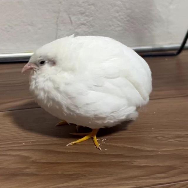 چنل ناتسو