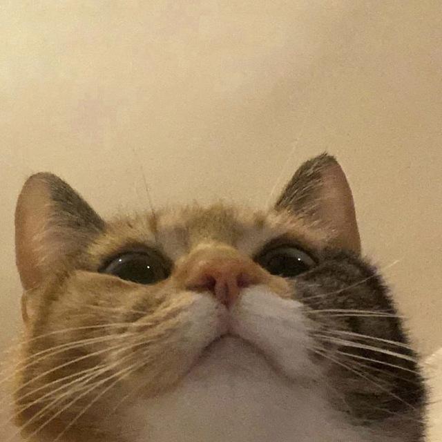 Cat Memes!!!