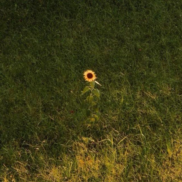 Wittgenstein in Exile