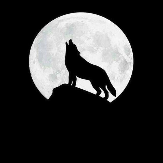 WOLVEYES TRADER