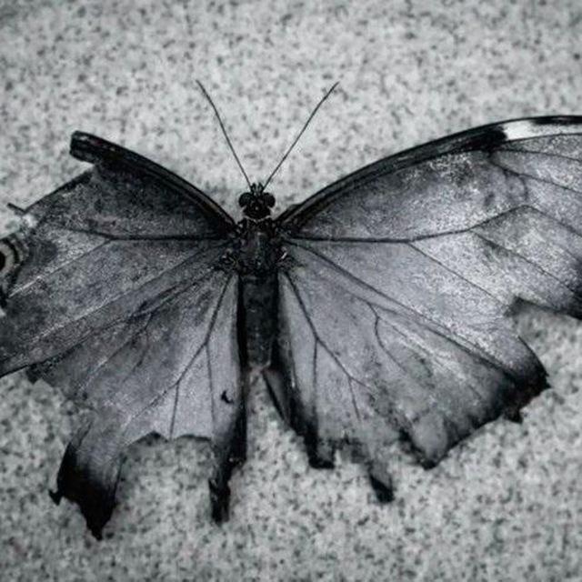 Butterfly Bloom