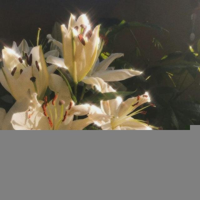 لـ شـيـعـة عـلـي 🤎🍂.
